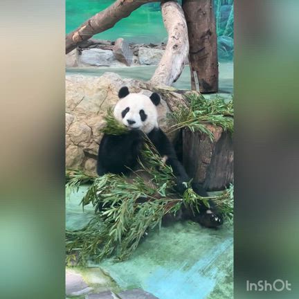 絶品サンド【台湾でパンダ】⑮2026.02中華圏周遊旅の記事動画