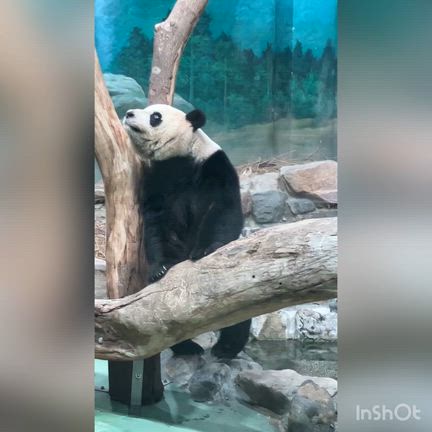 絶品サンド【台湾でパンダ】⑮2026.02中華圏周遊旅の記事動画