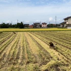 秋風注ぐ稲穂にトンビ舞うの画像