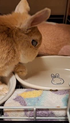 体調が急変してしまって(；-；)の記事動画