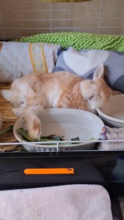 ちぃちゃん百箇日… 私の天然ボケで(>_<｡)の記事動画