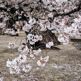 なんて美しい…の画像