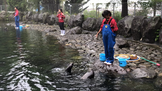 全然言うことを聞かないペンギンショーwwの記事動画