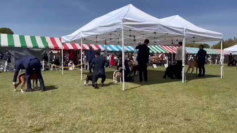 大阪ドッグショーの記事動画