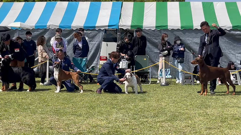 大阪ドッグショーの記事動画