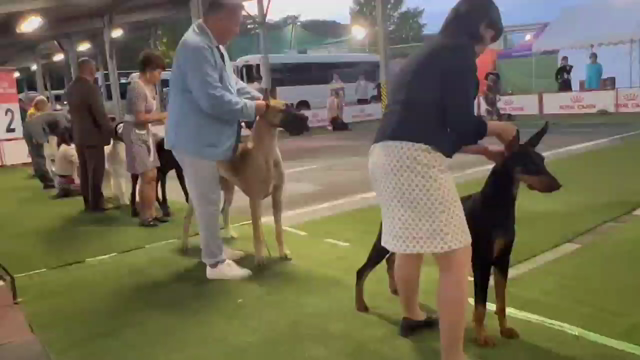 埼玉クラブ連合会展の記事動画