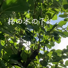 茗荷の葉がわさわさの画像