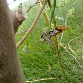 カマキリと蝉の画像