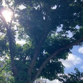 沖縄は夏の画像