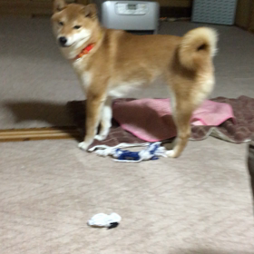 柴犬 ななちゃんの画像