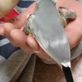 巣上げ後に雛ちゃんに餌の画像