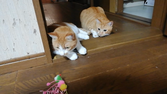 撫でられたらラッキーの記事動画