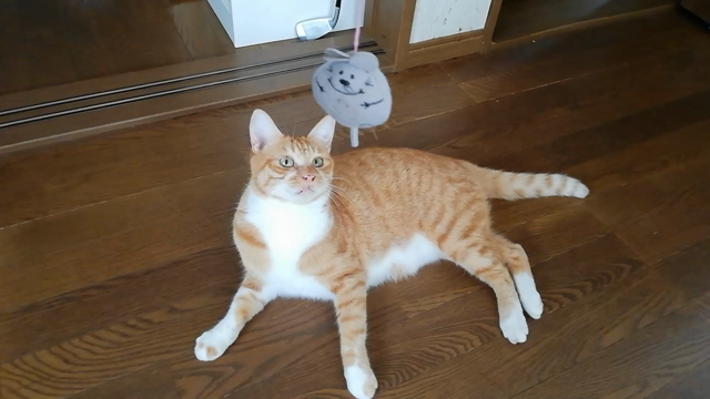 すっかり慣れてくれたようですの記事動画
