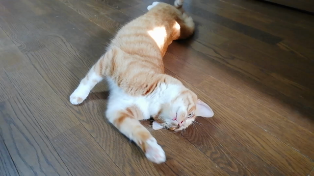 増えてますの記事動画