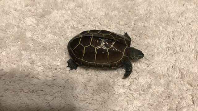 亀の子きんちゃんの記事動画