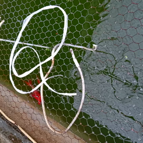 金魚の出産❗　の画像