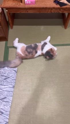 朝のの記事動画