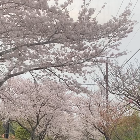 桜並木の画像