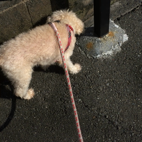 犬の散歩の画像
