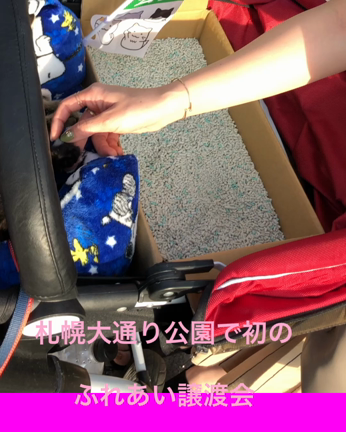 里親探しの会、譲渡会の記事動画