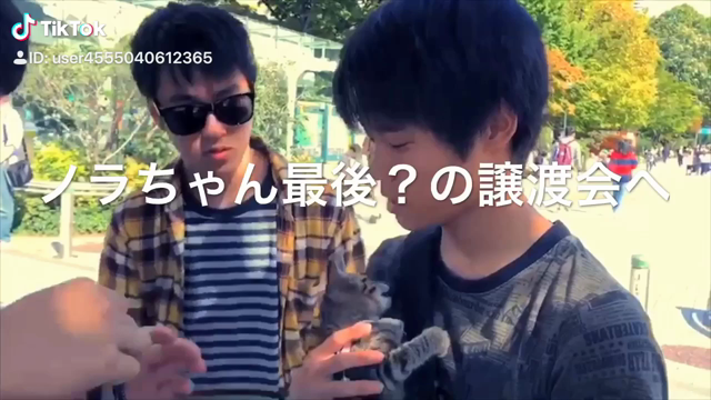 ノラちゃんの譲渡会！の記事動画