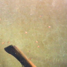 エンゼル  稚魚  7日目の画像