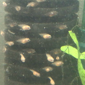 ホワイトコンビクト ×  ブルータイガーパロット   稚魚の画像