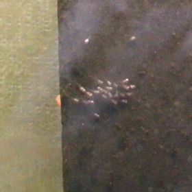 エンゼル  産卵  13日目の画像