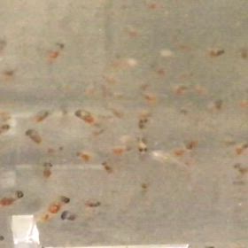 ハイブリッドエンゼル  稚魚  2日目の画像