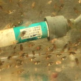 ハイブリッドエンゼル  稚魚  15日目の画像