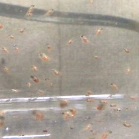 ハイブリッドエンゼル  稚魚  4日目の画像