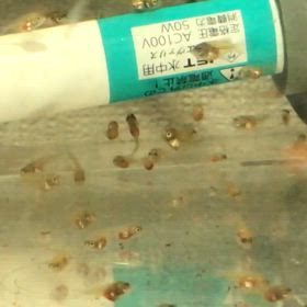 ハイブリッドエンゼル  稚魚  10日目の画像