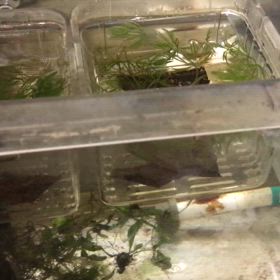 アルビノダンタム 稚魚 in 産卵箱の画像