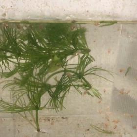 アルビノダンタム 稚魚の画像