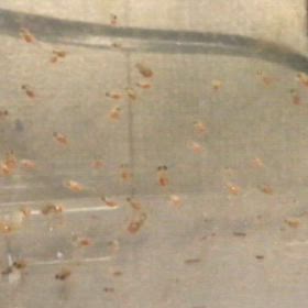 ハイブリッドエンゼル  稚魚  5日目の画像