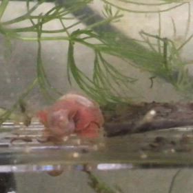 アルビノダンタム 稚魚  隔離の画像