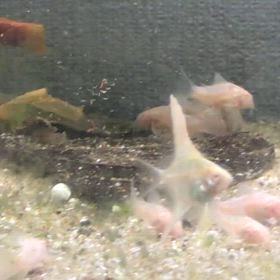 アルビノダンタム 稚魚の画像