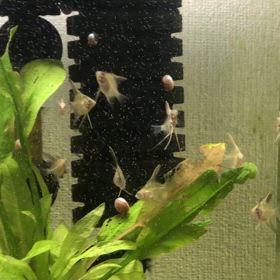 アルビノダンタム 稚魚  30キューブ水槽の画像