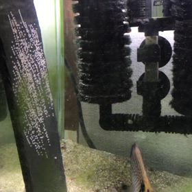 クラウンエンゼル  レッドトップエンゼル ペア 産卵の画像