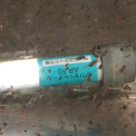 ハイブリッドエンゼル (アルビノダンタムヘテロ)  レッドトップエンゼル   稚魚  5日目の画像