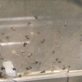 ハイブリッドエンゼル  人工孵化  12日目の画像