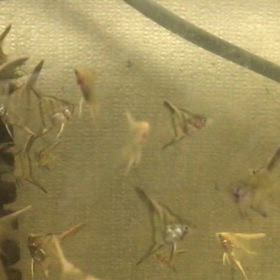 ハイブリッドエンゼル (アルビノダンタムヘテロ) ペア  稚魚 30日目の画像
