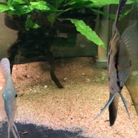 クラウンエンゼル プラチナエンゼル  ペア  産卵の画像