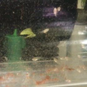 ”アルビノダンタム 稚魚 in プラケース”  2週間後の画像