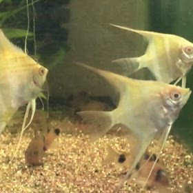 ”アルビノダンタム”  購入後3ヶ月の画像