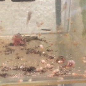 アルビノダンタム 稚魚 in プラケースの画像