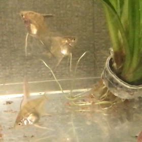 エンゼル 稚魚  25日目の画像