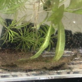 アルビノダンタム 稚魚 隔離の画像