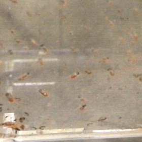 ハイブリッドエンゼル  稚魚  3日目の画像