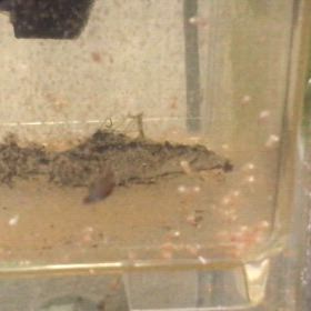 アルビノダンタム  稚魚  隔離の画像